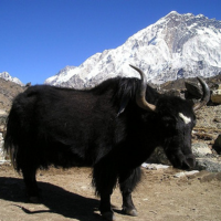 yak in himalaya